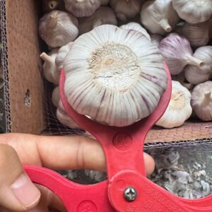 Fresh Chinese Garlic 6.0cm – White / Purple Skin – Grade A Export